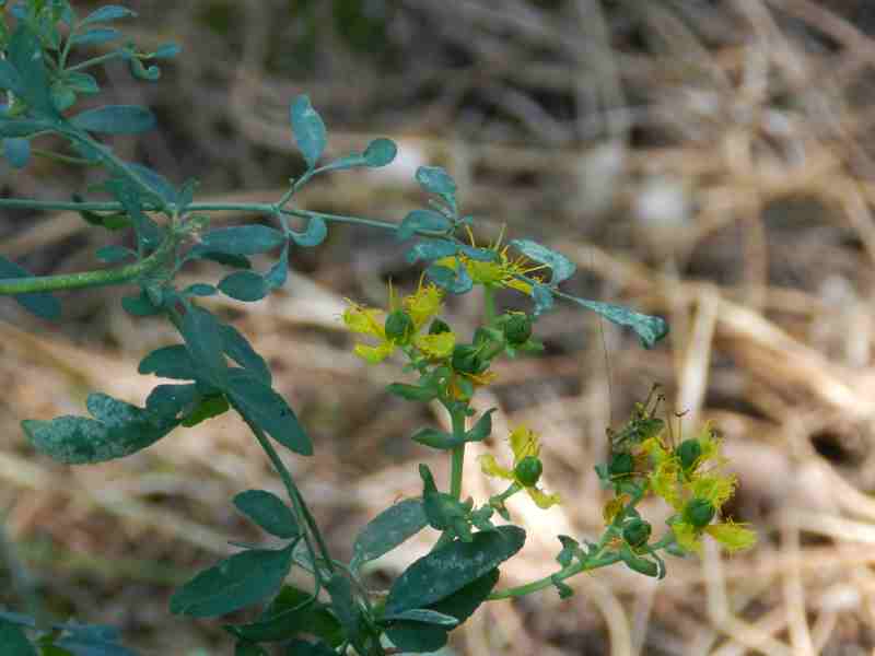 Ruta chalepensis